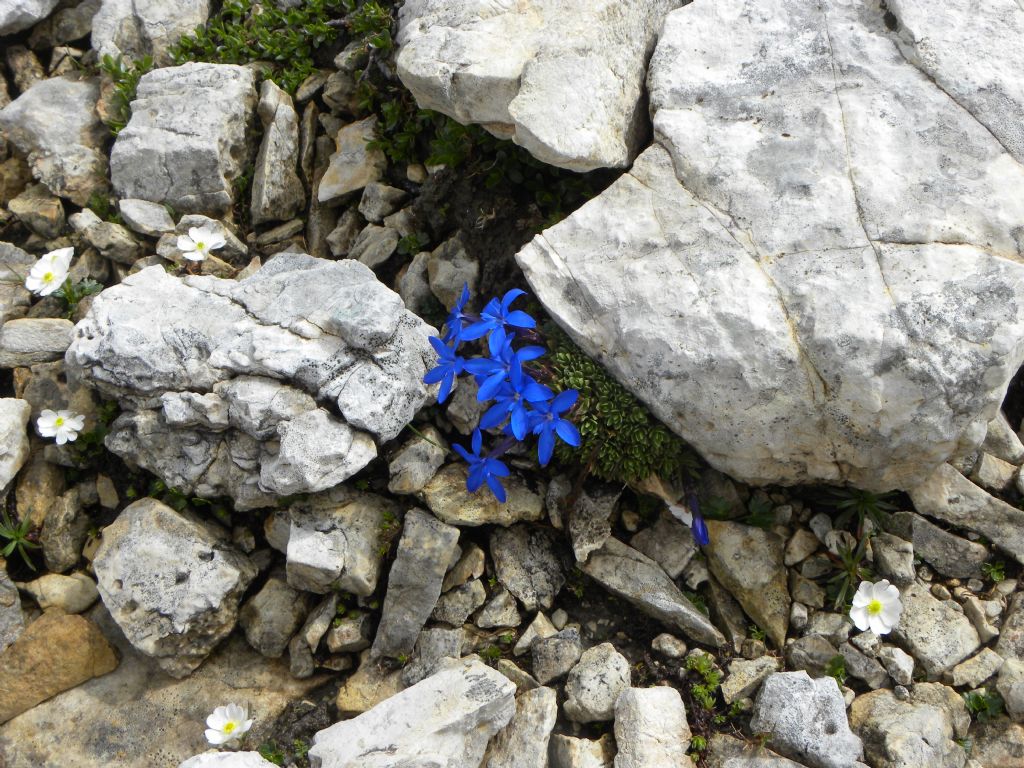 quale Gentiana?